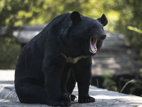 Un ours force à l'annulation de vols au Japon