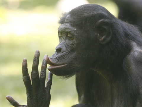 Le rire rend les bonobos optimistes