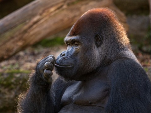Le mâle dominant des gorilles du zoo de Bâle est mort