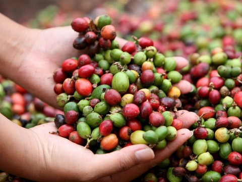 Les prix du café chutent, récoltes record attendues cette année