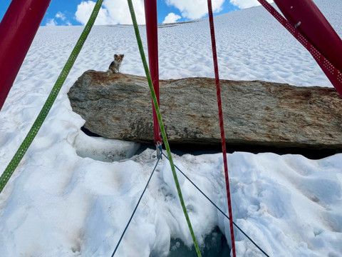 Un chihuahua guide les secours vers un homme dans une crevasse