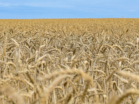 L'autorisation de nouvelles plantes suscite des réactions partagées