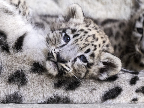 Trois léopardeaux des neiges sont nés en mai au zoo de Zurich