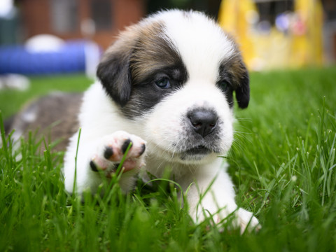 La France veut faire reculer les 200'000 abandons annuels de chiens et chats