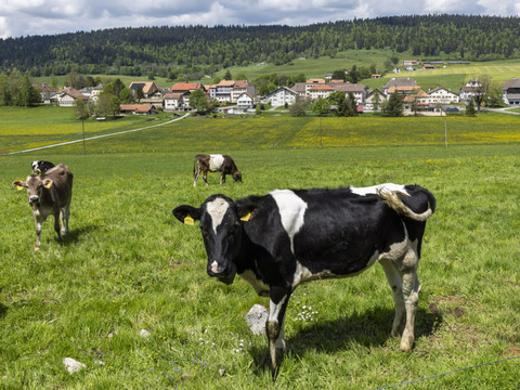 Les Suisses sont globalement satisfaits de leur vie