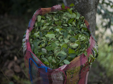 820 kilos de cocaïne dissimulés dans des conteneurs à bananes