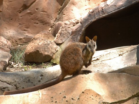 Des wallabies fugueurs suscitent l'émoi à la frontière franco-belge
