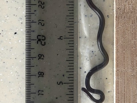 Le serpent le plus petit au monde redécouvert à la Barbade
