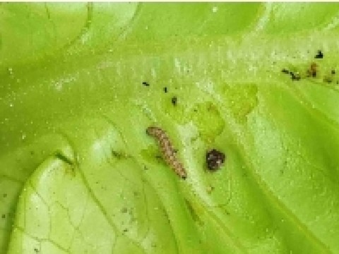 Un parasite tropical se déplace de la Suisse vers l'Allemagne