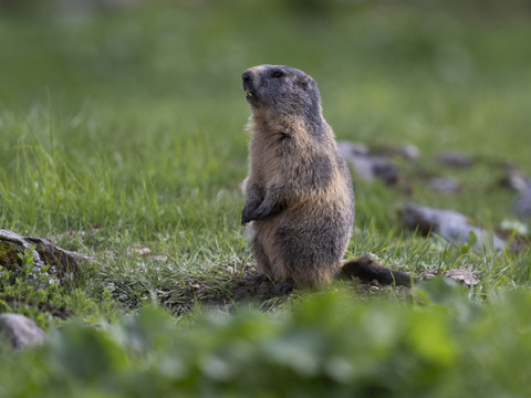 Les marmottes montent un peu plus haut que par le passé