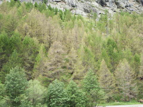 Dégâts causés par des insectes sur les mélèzes et les pins