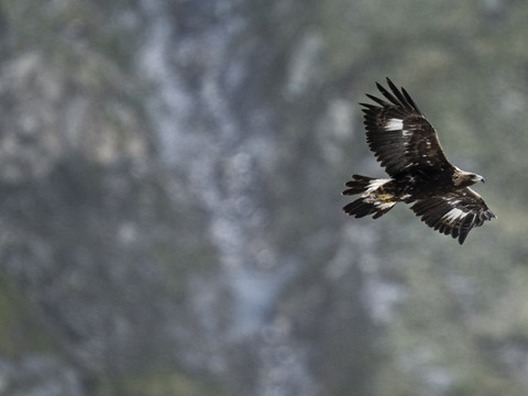 Fragile retour de l’aigle royal dans le Jura