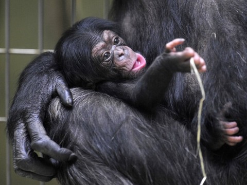 Les chimpanzés héritent du style de communication de leur mère