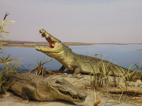 Cisjordanie: plus de 200 crocodiles abattus dans une ferme
