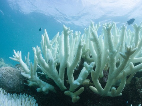 La Grande Barrière de corail victime d'un record de blanchissement