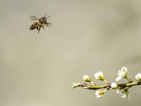 Jura: harpes et muselières pour piéger les frelons asiatiques