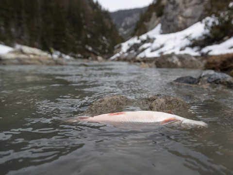 Pollution de 2016 au Parc national suisse: assainissement débuté
