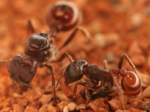 Les œufs non fécondés décident du destin des fourmis moissonneuses