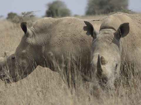 L'ex-plus grand éleveur de rhinocéros au monde arrêté
