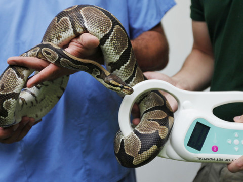 Un python royal découvert dans les rues de Villeneuve (VD)