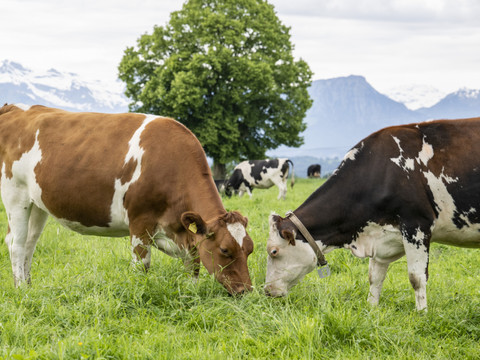 Un premier foyer de dermatose nodulaire sur des bovins dans l'Ain