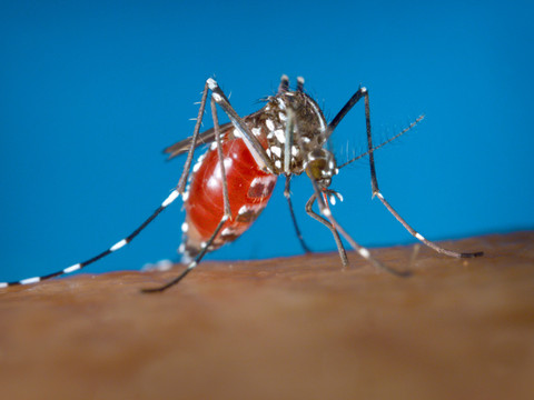Chikungunya: le vaccin de Valneva suspendu aux Etats-Unis