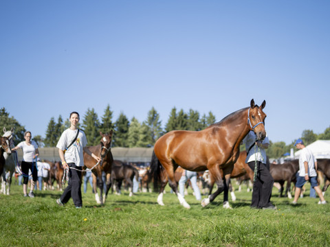 Comment les gènes ont fait du cheval le compagnon de l'homme