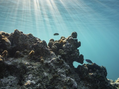 Près de la moitié des coraux du lagon de Mayotte détruits