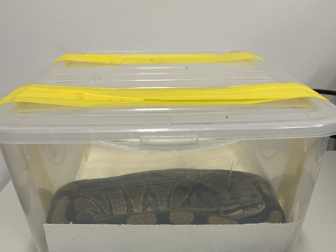 Les douaniers suisses saisissent un python royal au Tessin