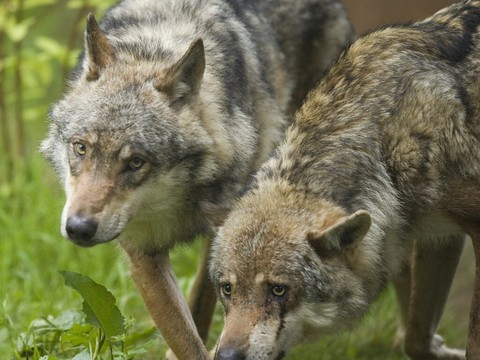 Valais: demande pour supprimer les meutes du Simplon et Chablais