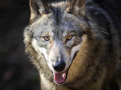 Feu vert aux tirs de régulation du loup dans quatre cantons