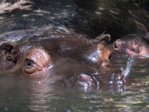 Un hippopotame fait chavirer une pirogue, 11 disparus