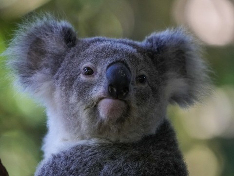 L'Australie multiplie les zones refuges pour sauver les koalas