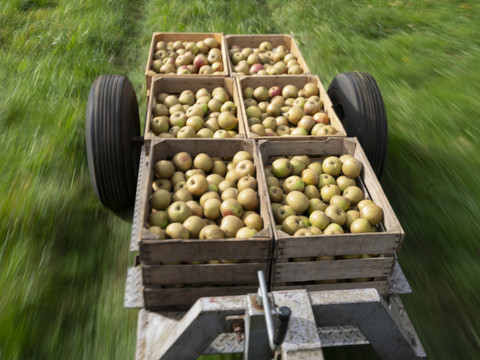 Des chercheurs luttent contre les maladies post-récolte des pommes
