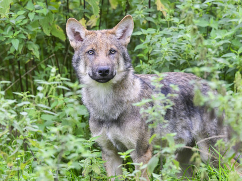 Un loup probablement braconné retrouvé mort aux Grisons