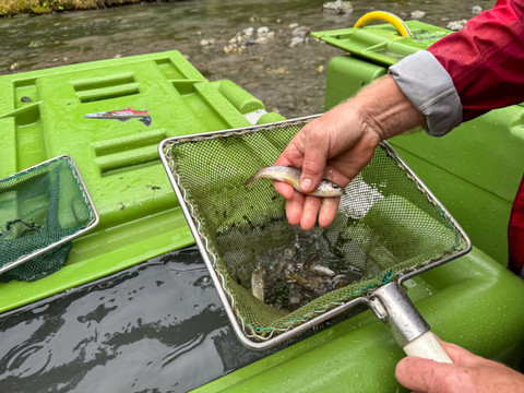 Rivière assainie au Parc national: 12'000 poissons transférés