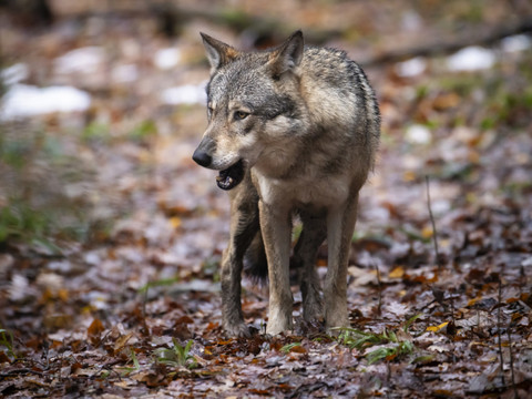 La Brévine: Neuchâtel a reçu l'autorisation de tirer quatre loups