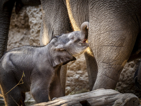 Mort de l'éléphanteau Zali au zoo de Zurich, suite à un accident