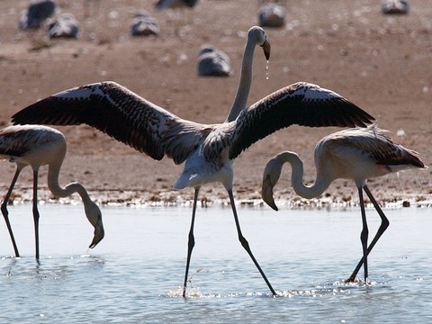 Les flamants roses migrateurs vieillissent mieux que les autres
