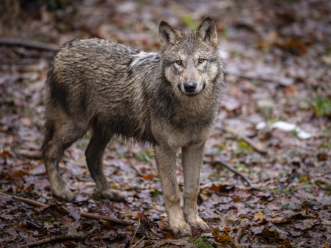 Loup: 