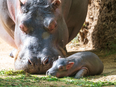 Heureux évènement chez les hippopotames du zoo de Bâle