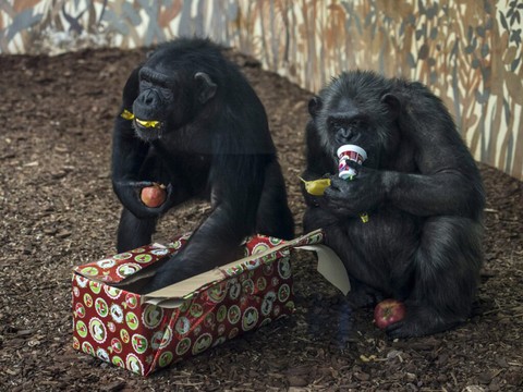 Nos cousins chimpanzés consomment eux aussi de l'alcool