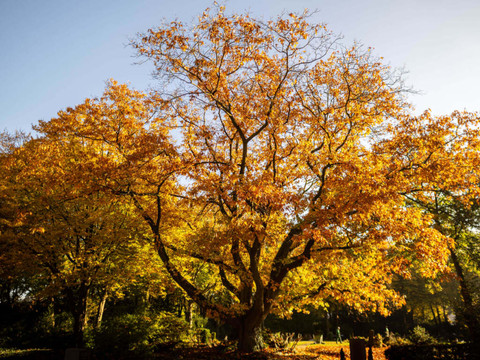 L'automne commence seulement lundi pour les astronomes