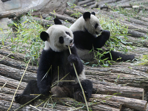 Zoo de Beauval: les pandas retournent en Chine pour raison de santé