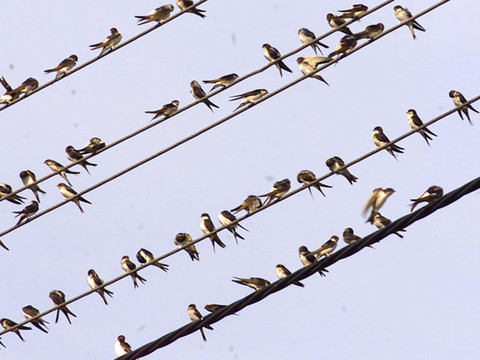 BirdLife invite à observer les migrateurs le week-end prochain