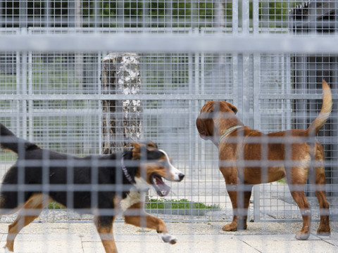 Adoption d'animal de compagnie: garantie de retour souhaitée