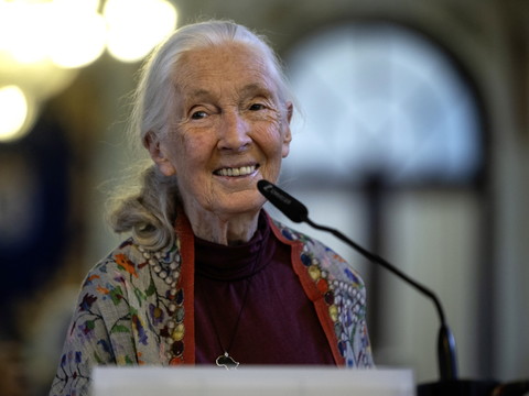 La célèbre primatologue Jane Goodall est morte à 91 ans