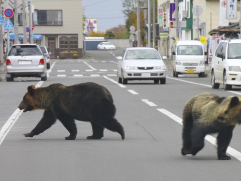 Japon: deux morts dans des attaques attribuées à des ours