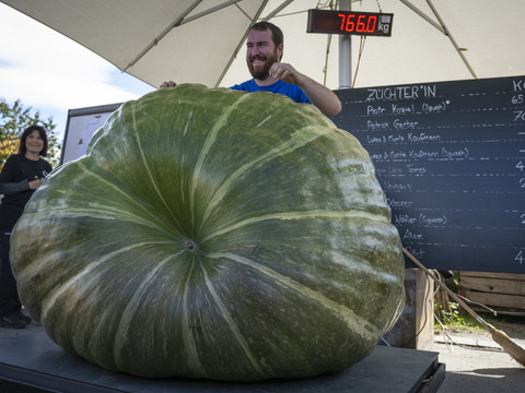 La citrouille la plus lourde de Suisse pèse 766 kilos