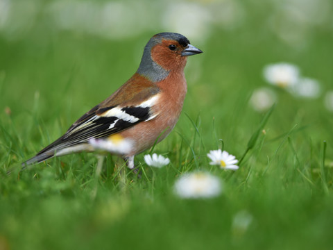 Plus de 35'000 oiseaux migrateurs ont été recensés en Suisse
